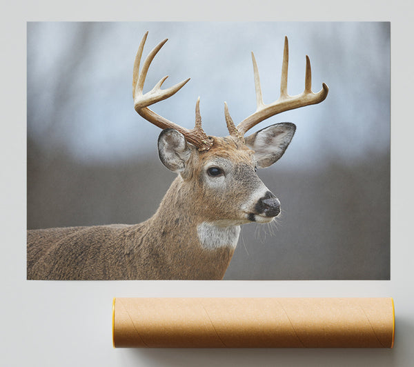 Stag Looking Onwards Giclee Print