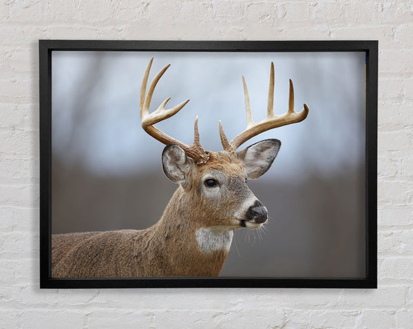 Stag looking onwards Framed Print
