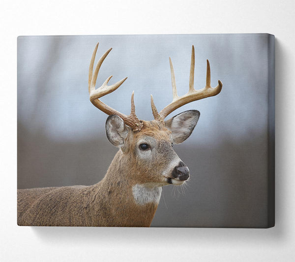  A Canvas Print of Stag looking onwards Canvas Print