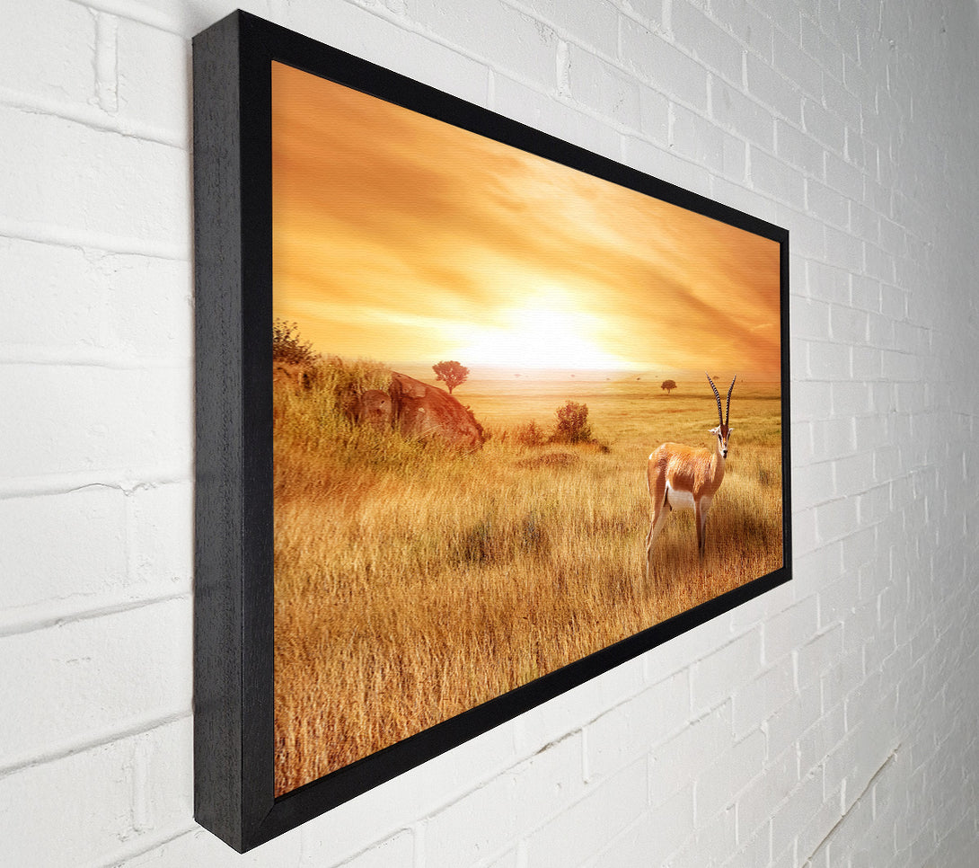  A Canvas Print of Gazelle in the grasslands Canvas Print