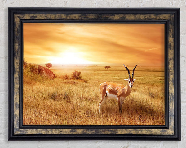 Gazelle in the grasslands Framed Print