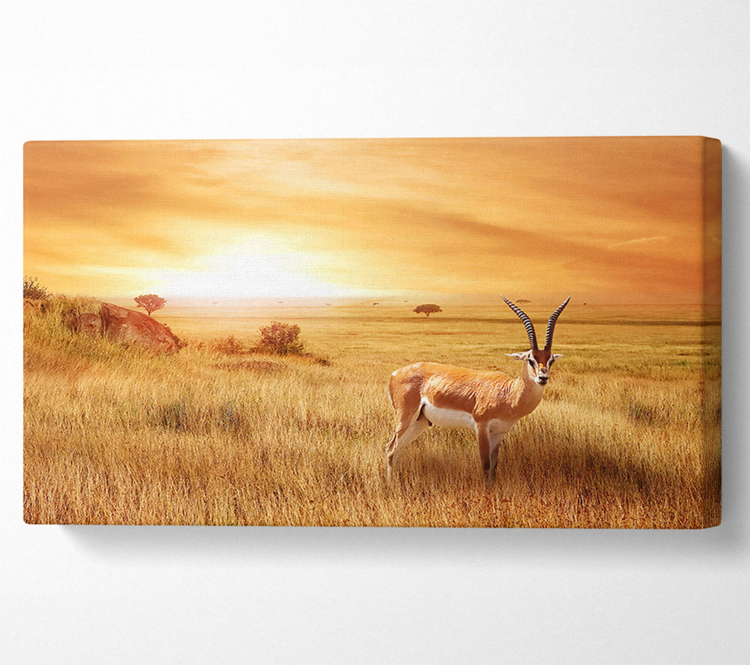  A Canvas Print of Gazelle in the grasslands Canvas Print