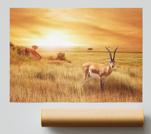 Gazelle In The Grasslands Giclee Print