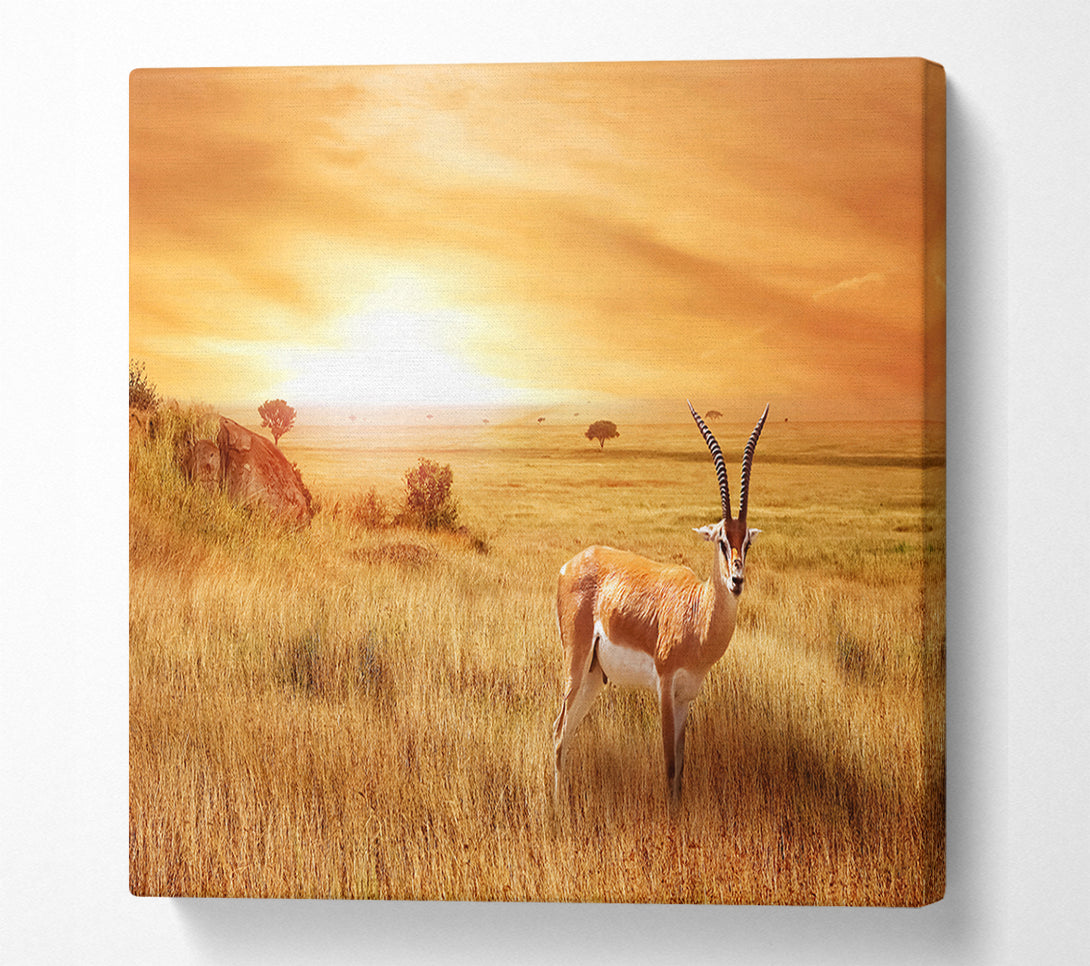  A Canvas Print of Gazelle in the grasslands Canvas Print