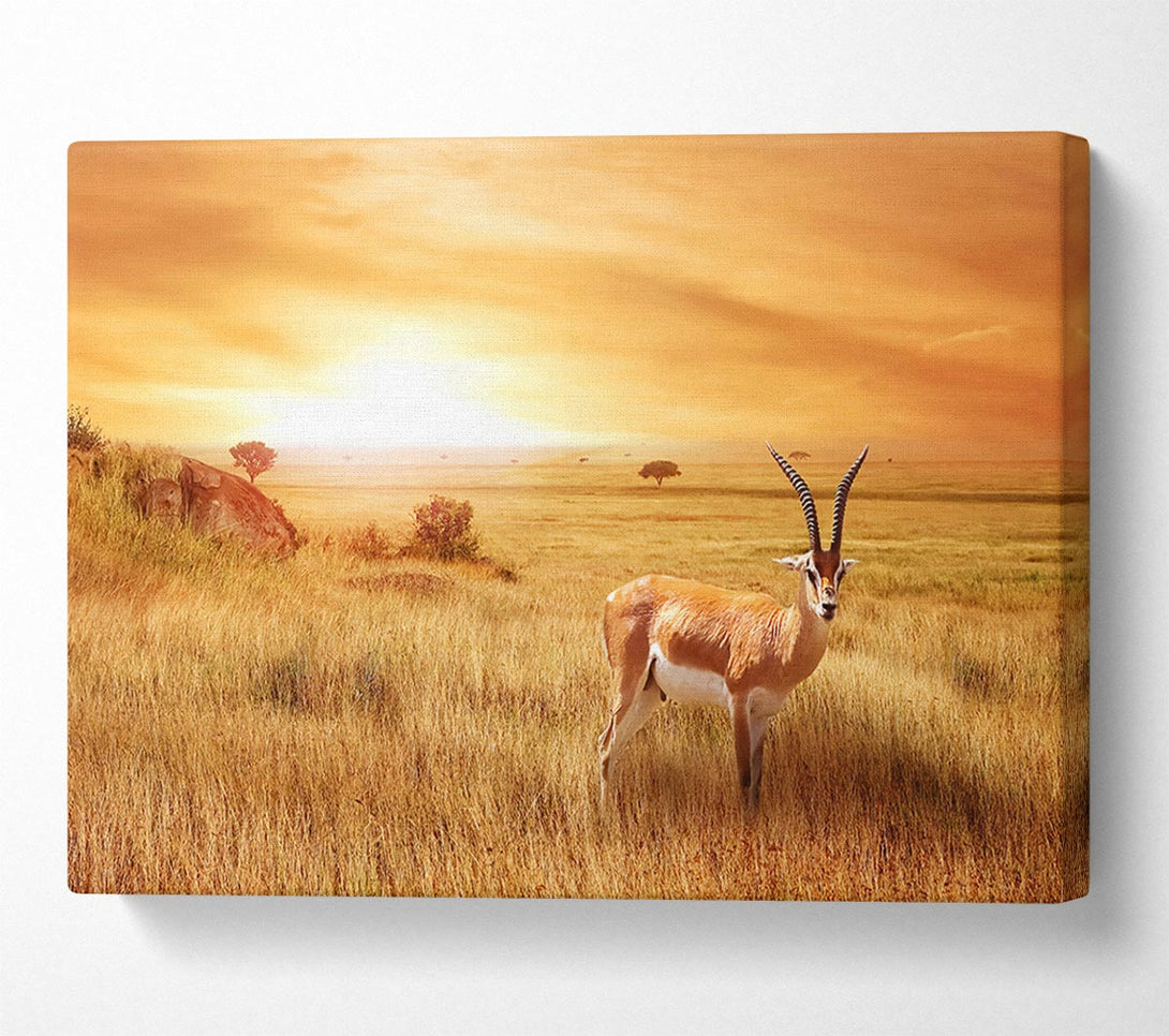  A Canvas Print of Gazelle in the grasslands Canvas Print