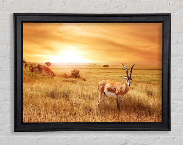 Gazelle in the grasslands Framed Print