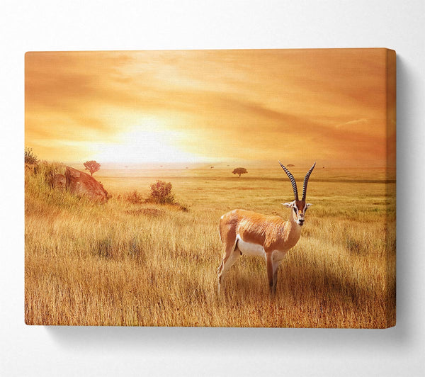  A Canvas Print of Gazelle in the grasslands Canvas Print