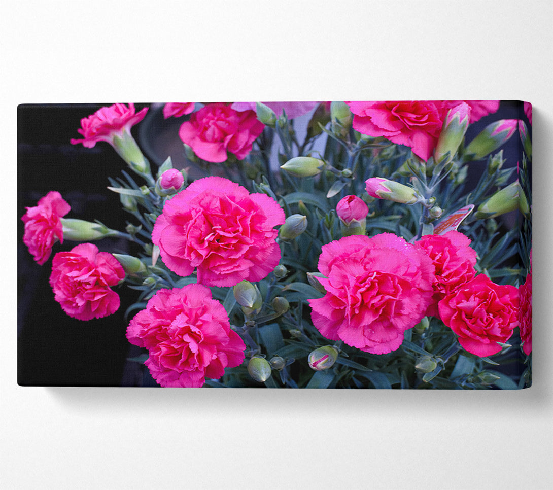  A Canvas Print of Pink flowers rising Canvas Print