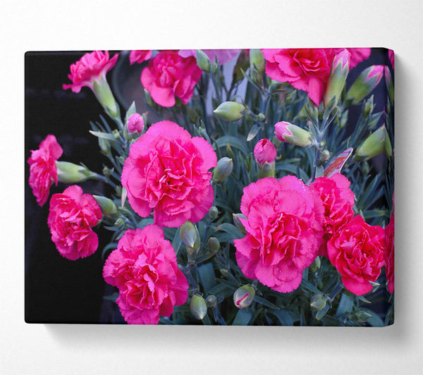  A Canvas Print of Pink flowers rising Canvas Print