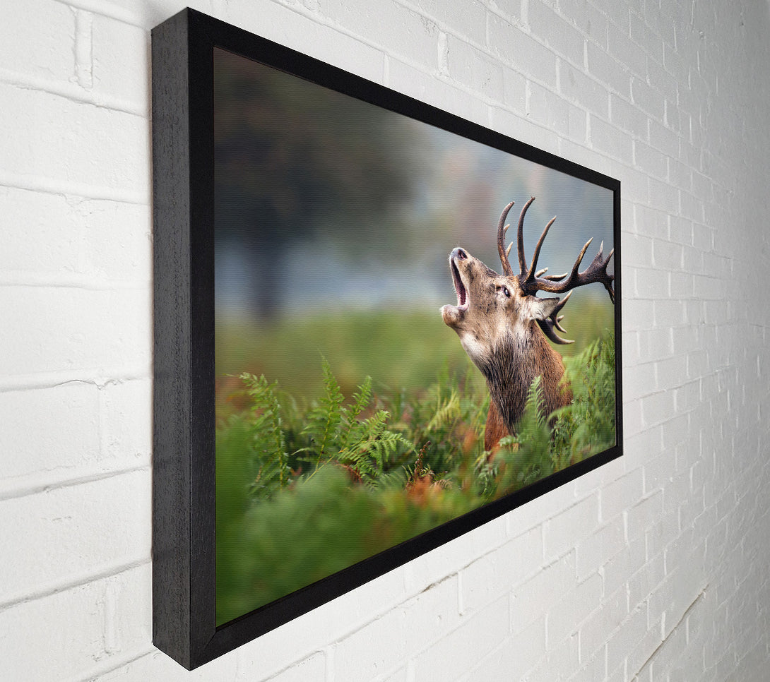  A Canvas Print of Elk call Canvas Art