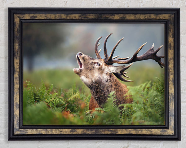 Elk call Framed Print