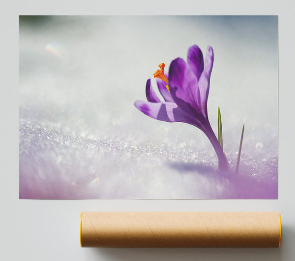 Purple Crocus Flower Print