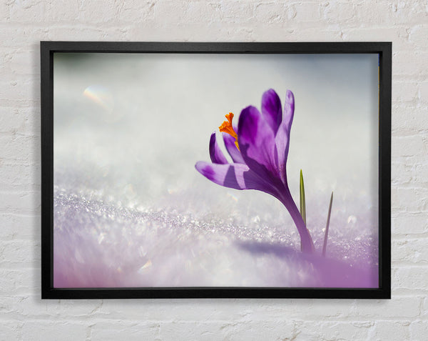 Purple Crocus flower Framed Print