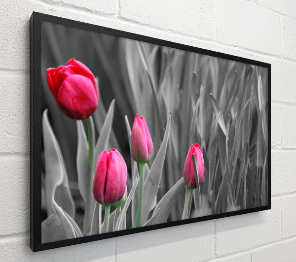 Pink tulips black and white