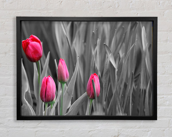 Pink tulips black and white Framed Print