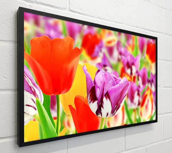 Colourful tulips in up close