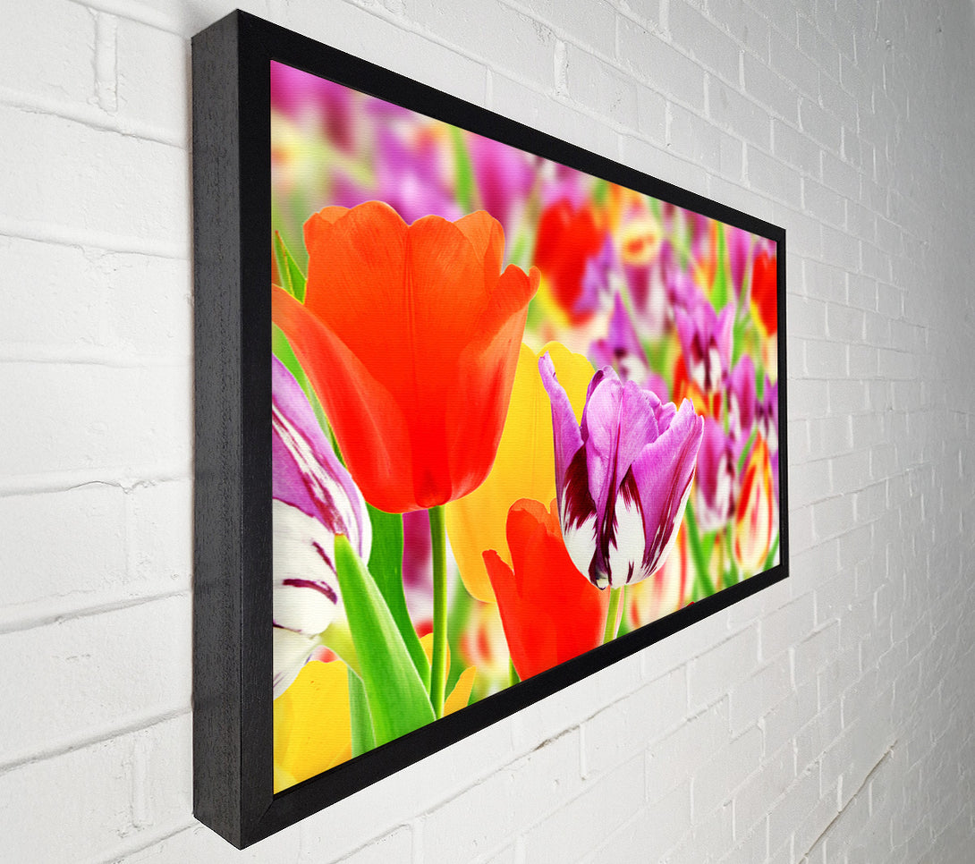  A Canvas Print of Colourful tulips in up close Canvas Art
