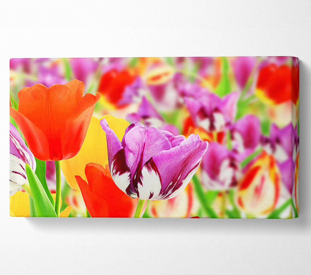  A Canvas Print of Colourful tulips in up close Canvas Art