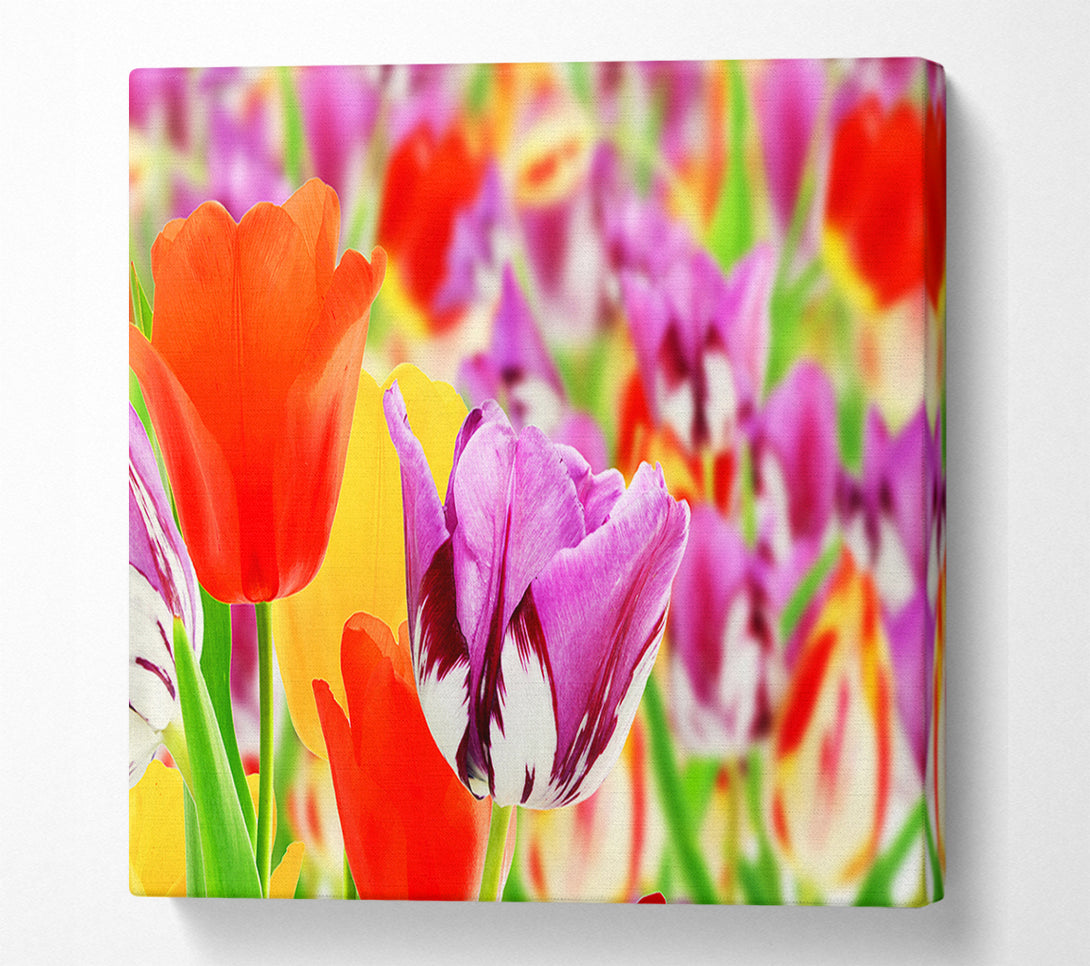  A Canvas Print of Colourful tulips in up close Canvas Art