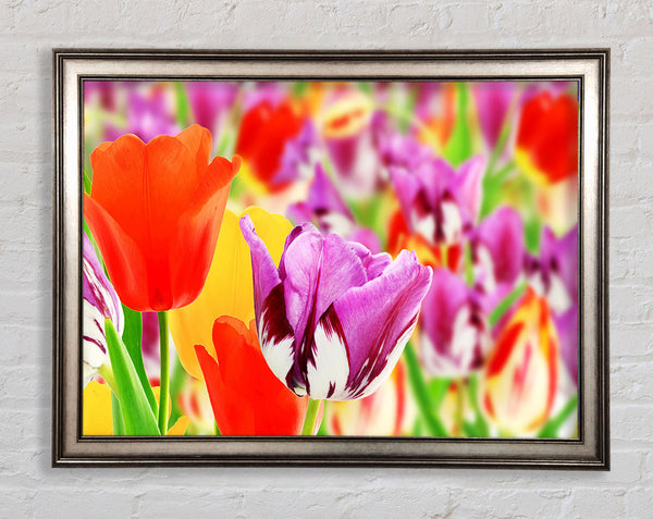 Colourful tulips in up close Framed Print