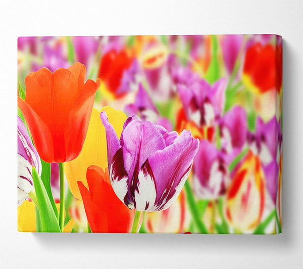  A Canvas Print of Colourful tulips in up close Canvas Art