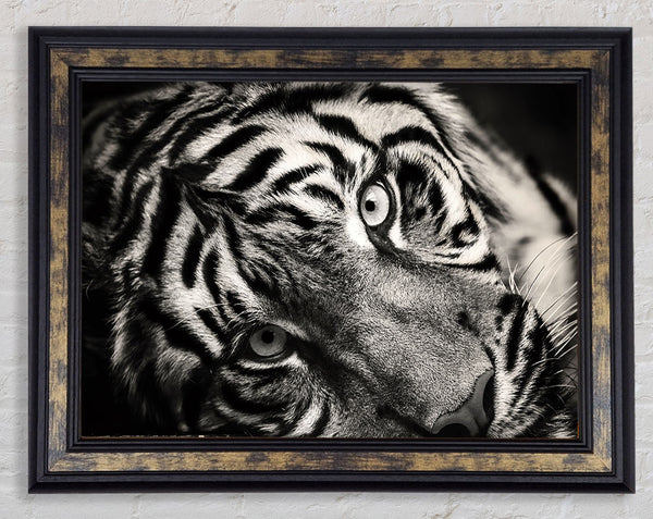 Up close tiger lying down Framed Print