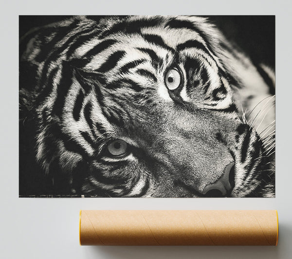 Up Close Tiger Lying Down Giclee Print