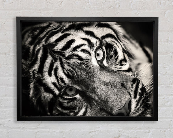 Up close tiger lying down Framed Print