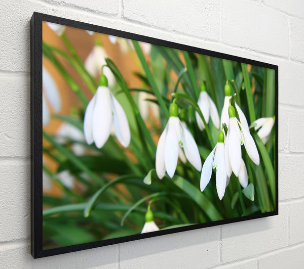 White snowdrops falling down