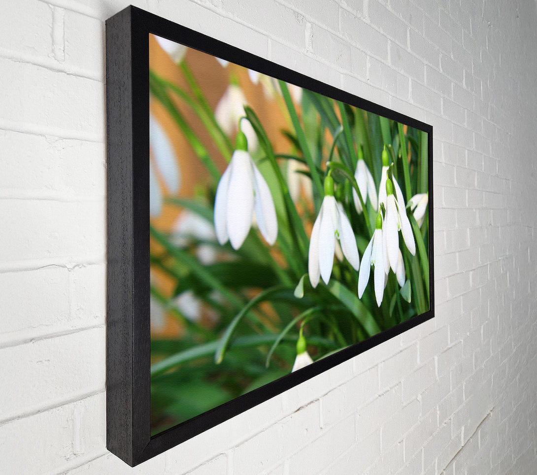  A Canvas Print of White snowdrops falling down Canvas Wall Art