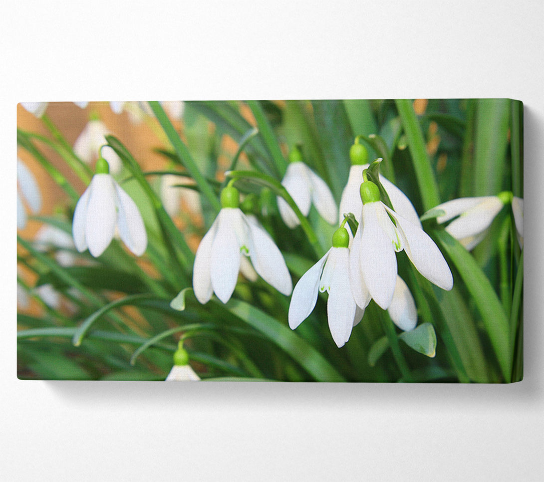  A Canvas Print of White snowdrops falling down Canvas Wall Art