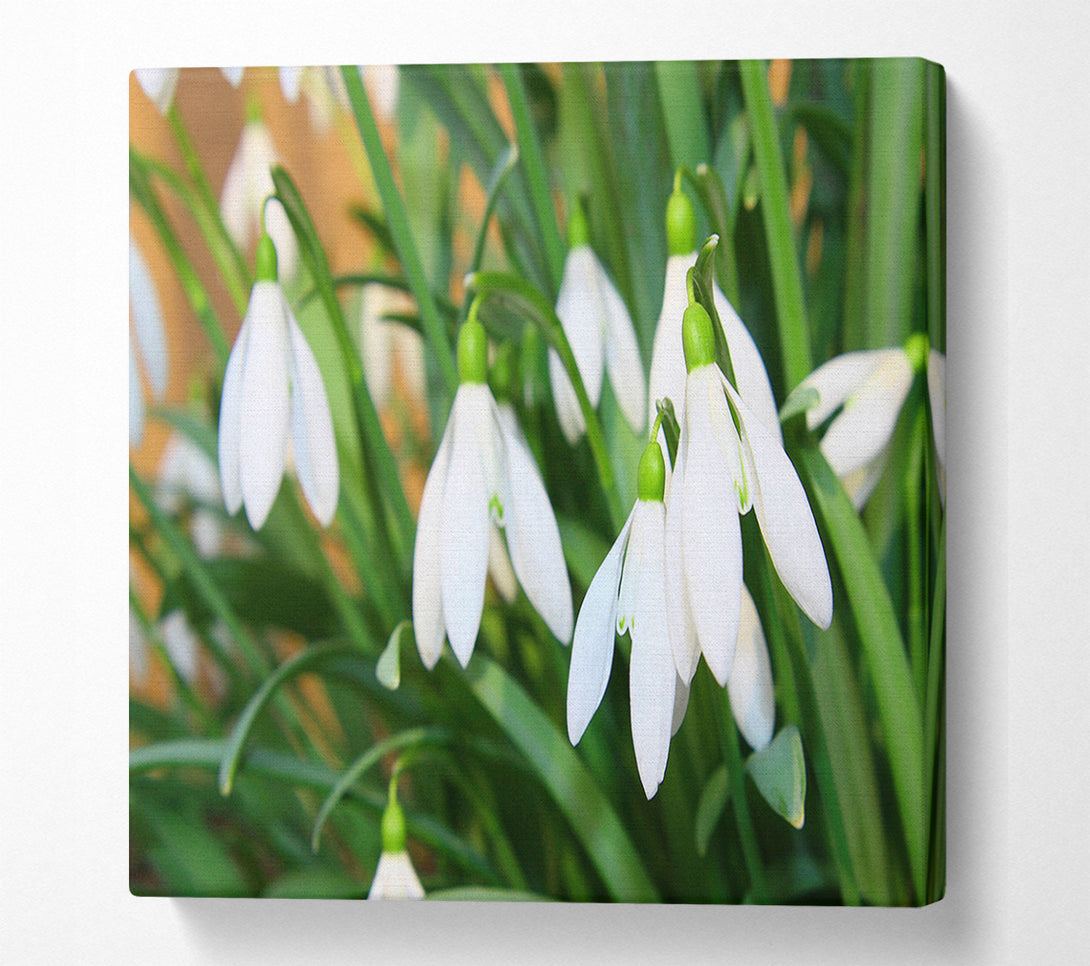  A Canvas Print of White snowdrops falling down Canvas Wall Art