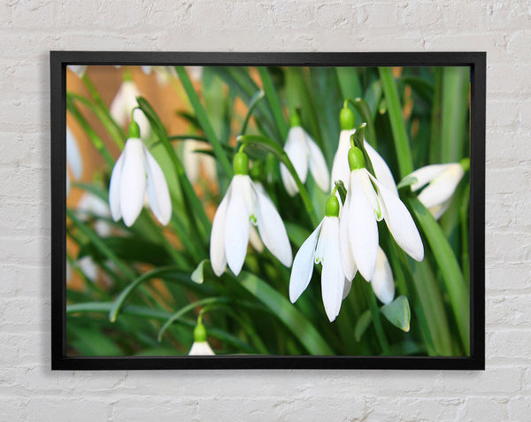 White snowdrops falling down Framed Print
