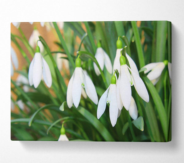  A Canvas Print of White snowdrops falling down Canvas Wall Art