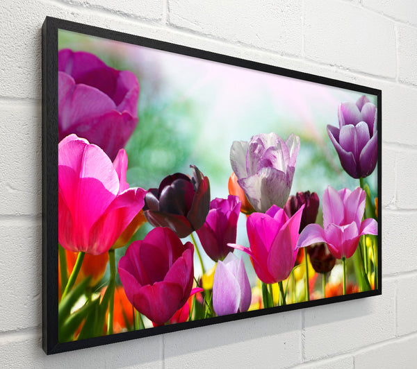 Multiple coloured tulips