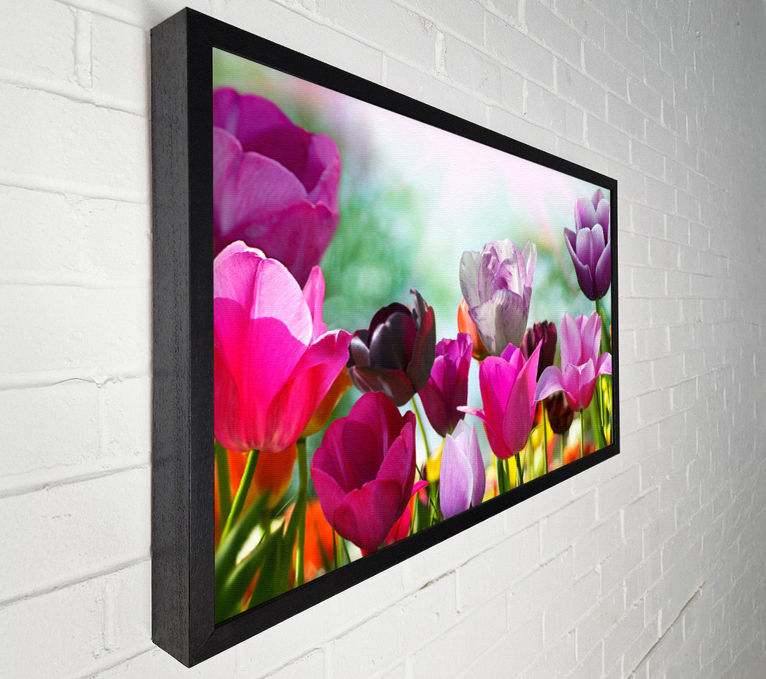  A Canvas Print of Multiple coloured tulips Canvas Wall Art