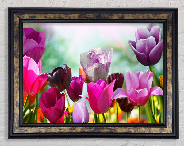 Multiple coloured tulips Framed Print