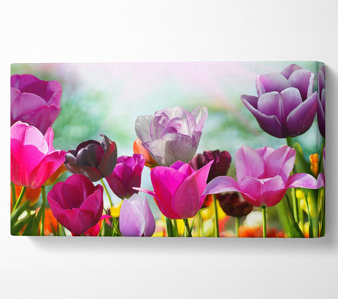  A Canvas Print of Multiple coloured tulips Canvas Wall Art