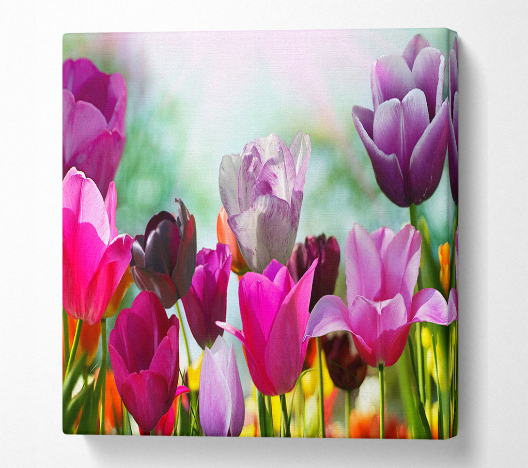  A Canvas Print of Multiple coloured tulips Canvas Wall Art