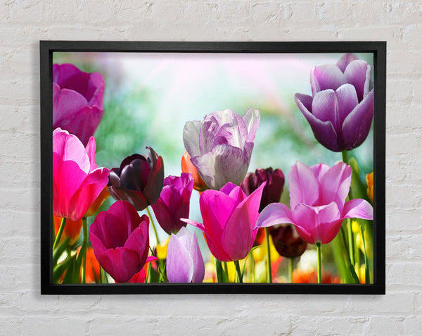 Multiple coloured tulips Framed Print