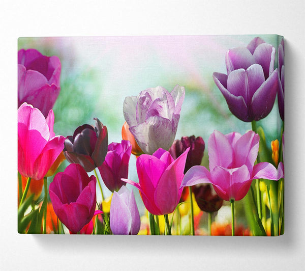  A Canvas Print of Multiple coloured tulips Canvas Wall Art