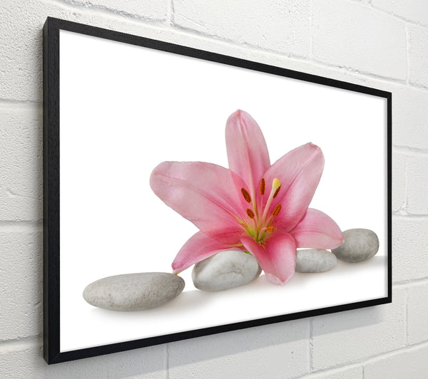 Pink Lilly on grey pebbles