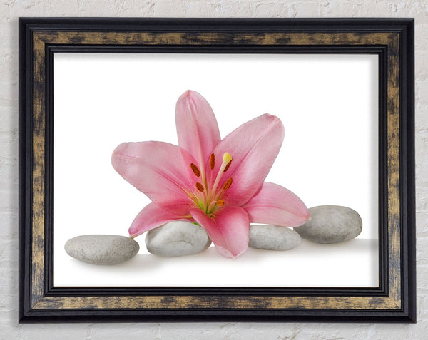 Pink Lilly on grey pebbles Framed Print