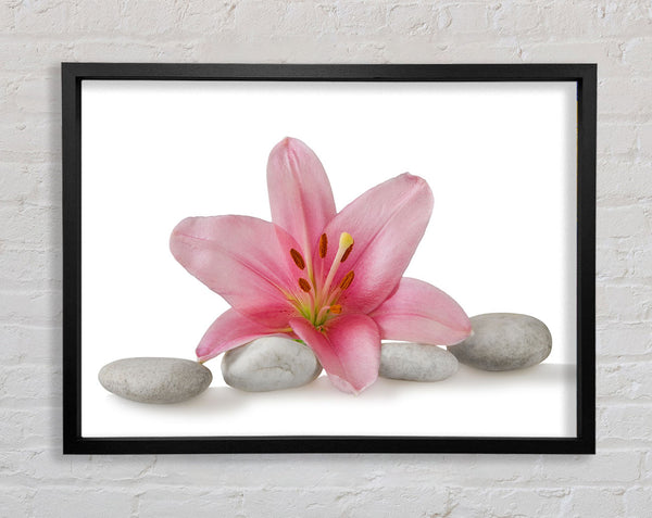 Pink Lilly on grey pebbles Framed Print