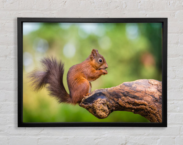 Squirrell eating nuts on branch Framed Print