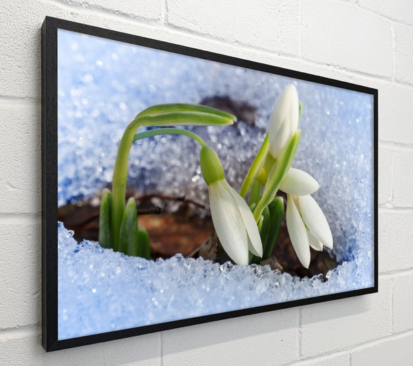 White snowdrops peering through the snow