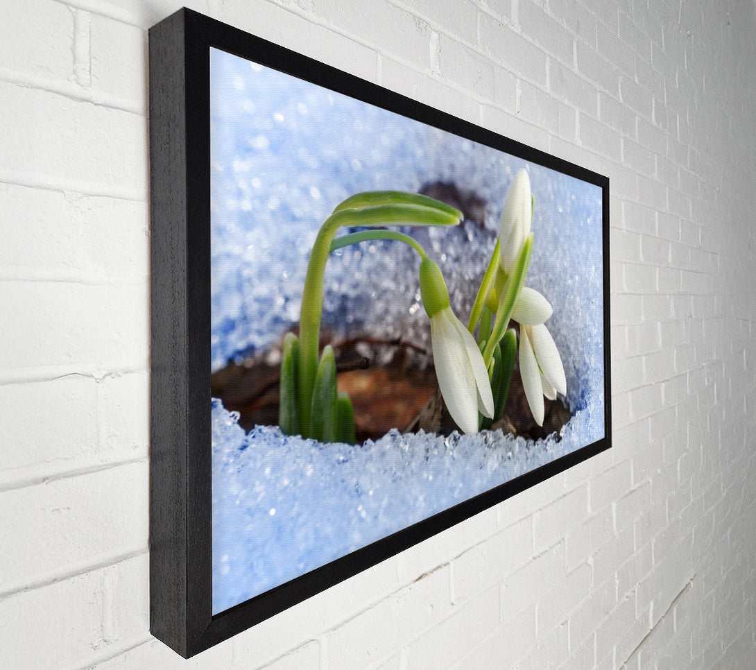  A Canvas Print of White snowdrops peering through the snow Canvas Wall Art