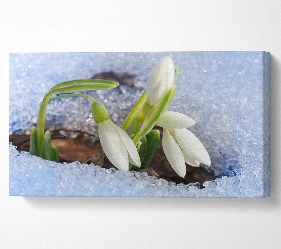  A Canvas Print of White snowdrops peering through the snow Canvas Wall Art