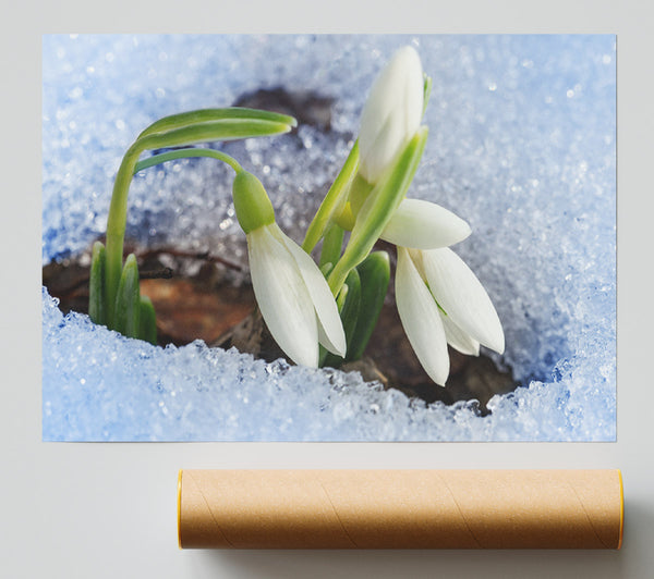 White Snowdrops Peering Through The Snow Giclee Print