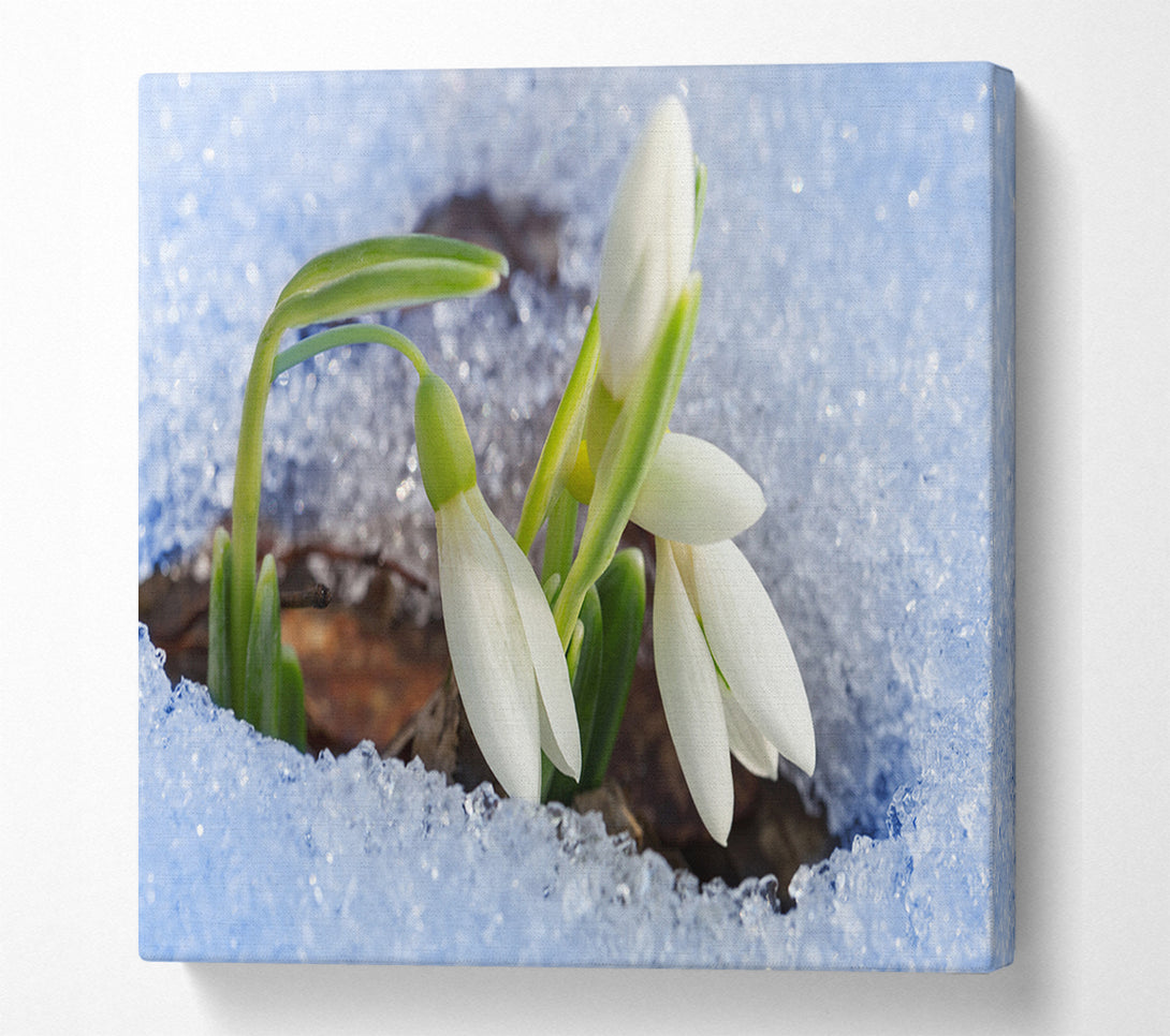  A Canvas Print of White snowdrops peering through the snow Canvas Wall Art